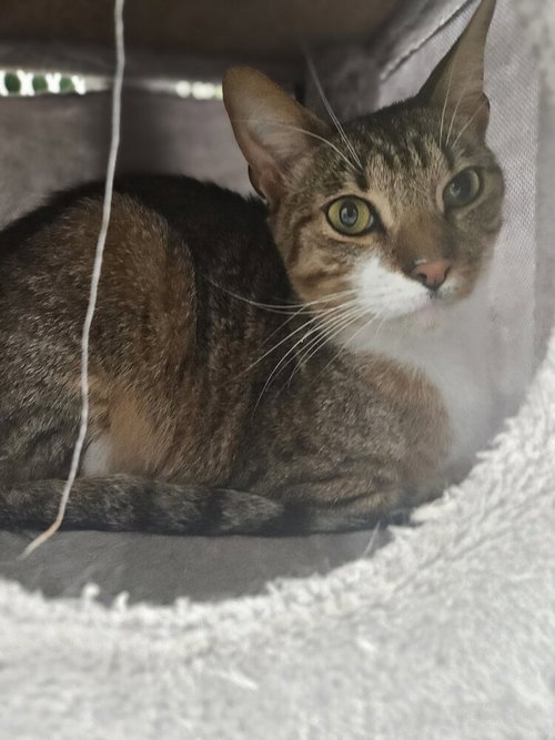 picture of the cat needing adoption