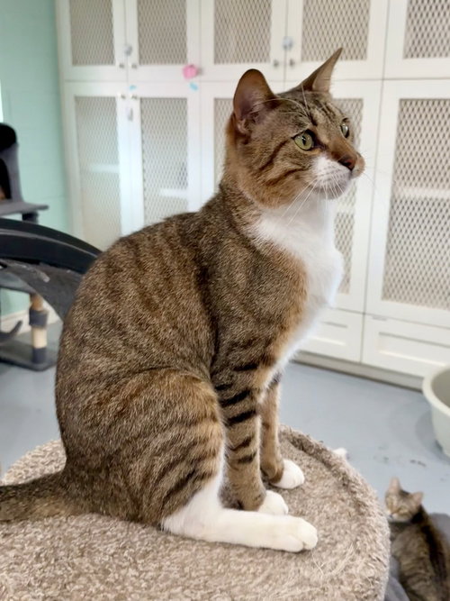 Pooh Bear, Young Domestic Short Hair, cat for adoption in Friendswood, Texas