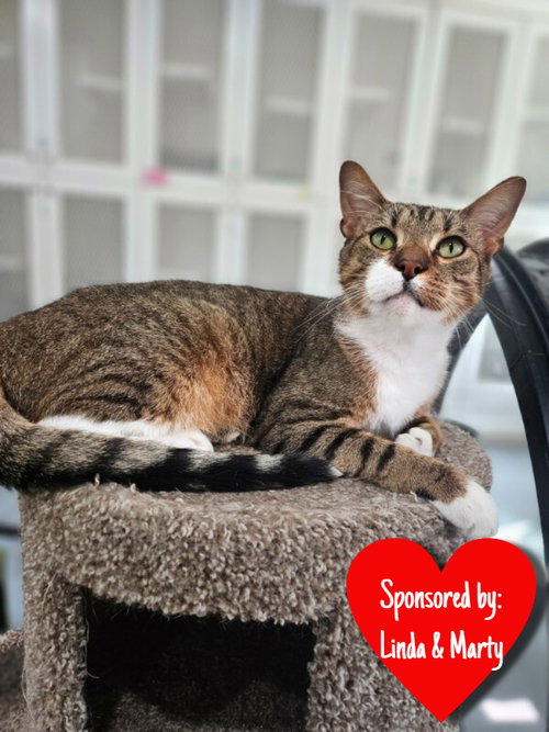 Pooh Bear, an adoptable Domestic Short Hair in San Leon, TX