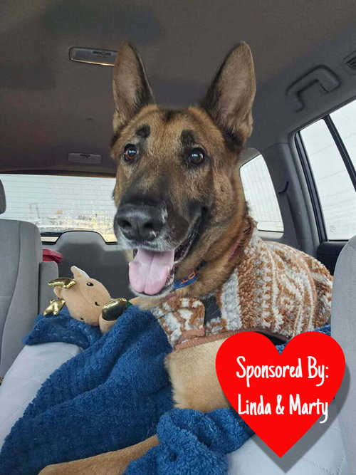 picture of the dog needing adoption