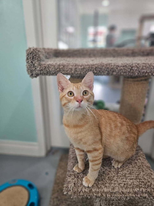 Taffy, Young Domestic Short Hair, cat for adoption in Friendswood, Texas