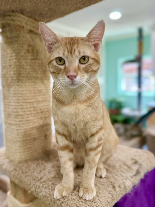 Taffy, Young Domestic Short Hair, cat for adoption in League City, Texas