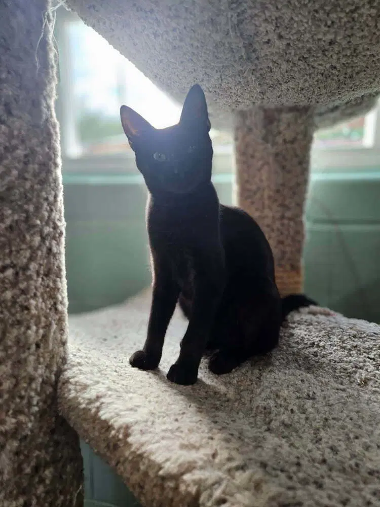 Mojito - Domestic Short Hair