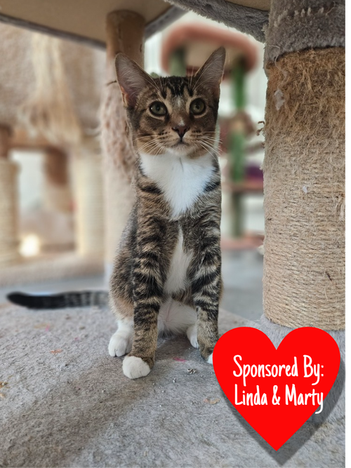 Highway, Domestic Short Hair, cat for adoption in Friendswood, Texas