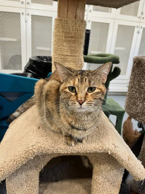 Genesis, an adoptable Domestic Short Hair in San Leon, TX