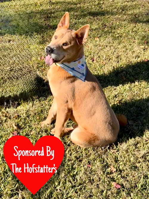 Bo, an adoptable Chow Chow in San Leon, TX