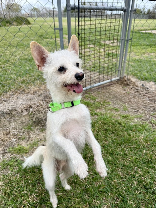 Nick, an adoptable Terrier in San Leon, TX