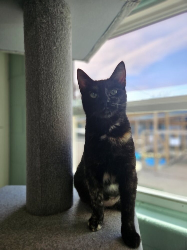 Tippy Image