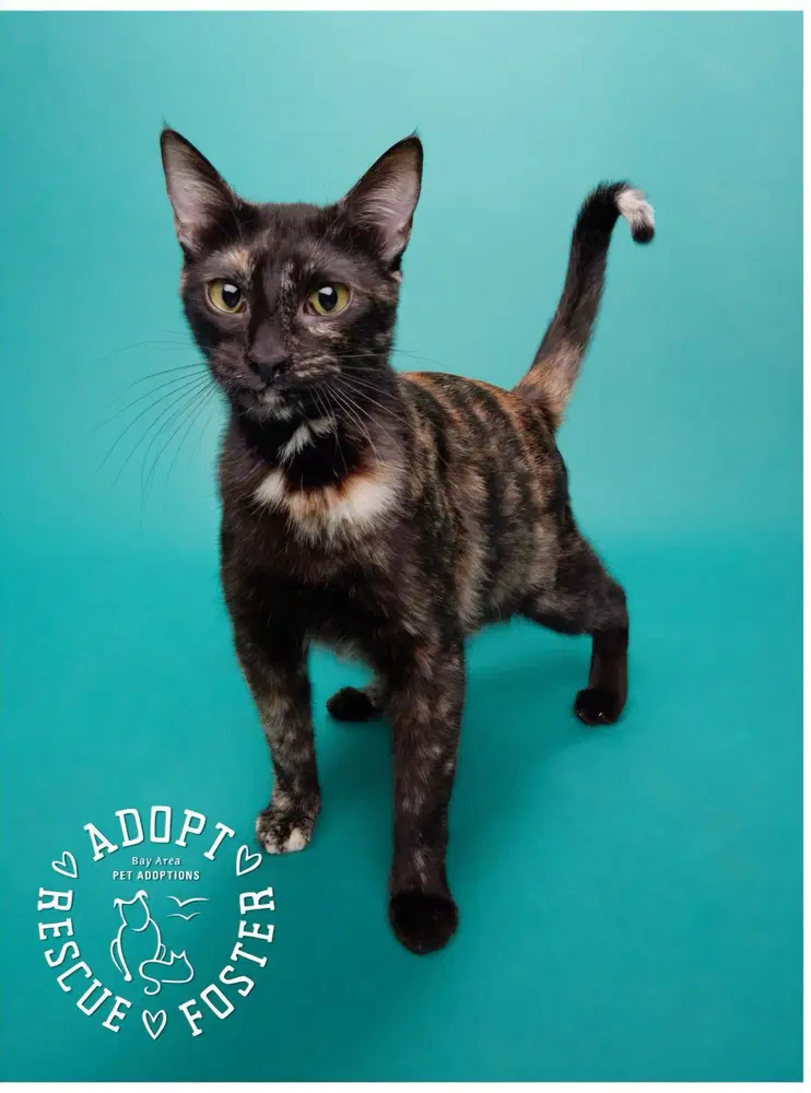 Tippy - Domestic Short Hair