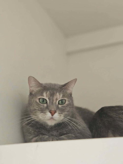 Calypso, an adoptable Domestic Short Hair in San Leon, TX