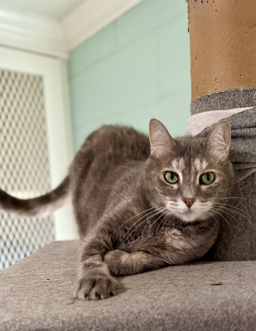 Calypso, Young Domestic Short Hair, cat for adoption in Friendswood, Texas