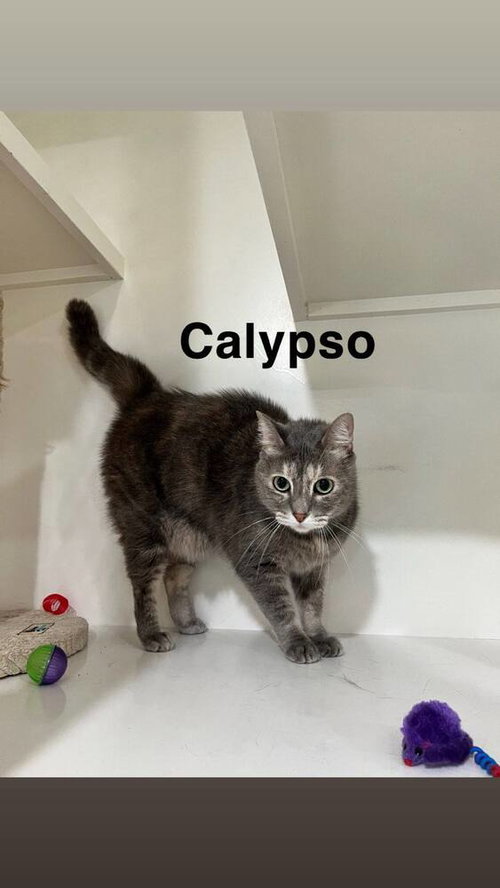 Photo 3 of Calypso