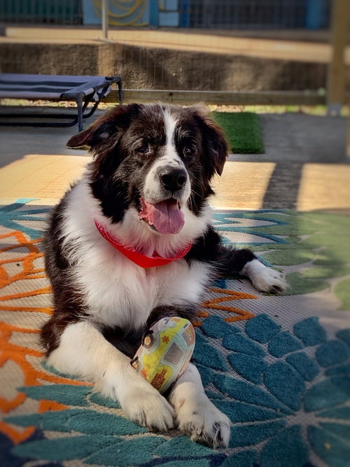 Harold, an adoptable Terrier in San Leon, TX