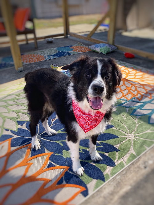 HAROLD - Terrier available for adoption