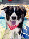 Harold - Photo 3