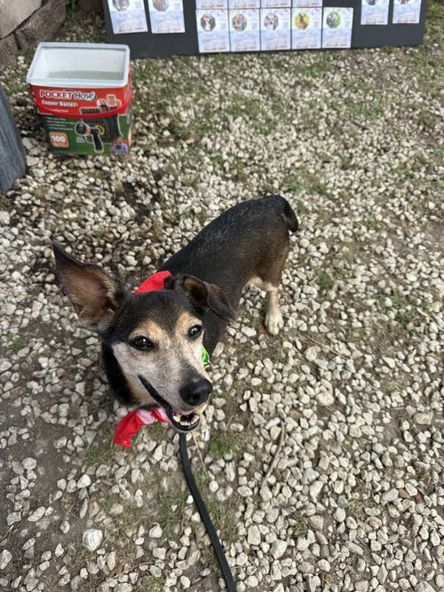 Danny, an adoptable Dachshund in San Leon, TX