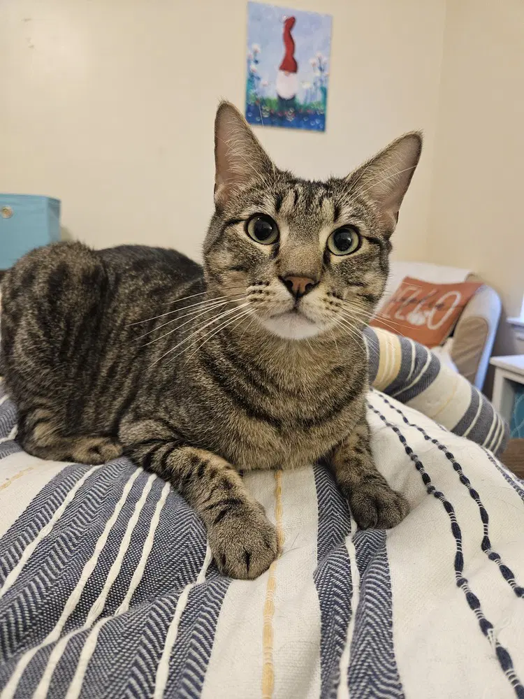 Moto Moto - Domestic Short Hair