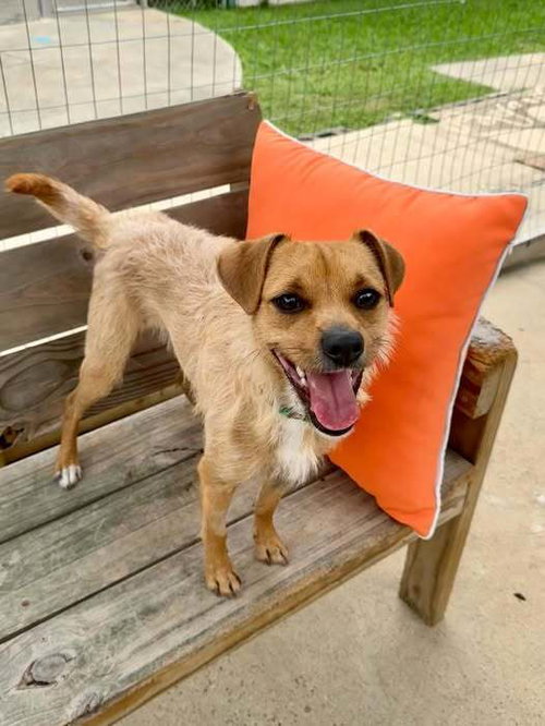 Gizmo, an adoptable Terrier in San Leon, TX