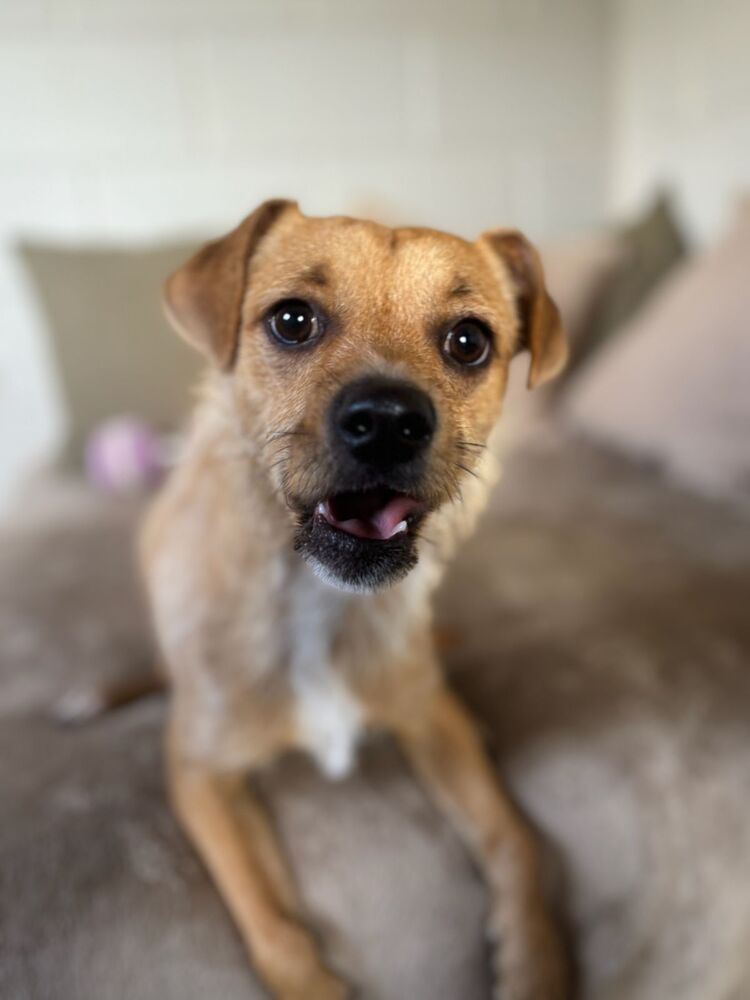 Gizmo