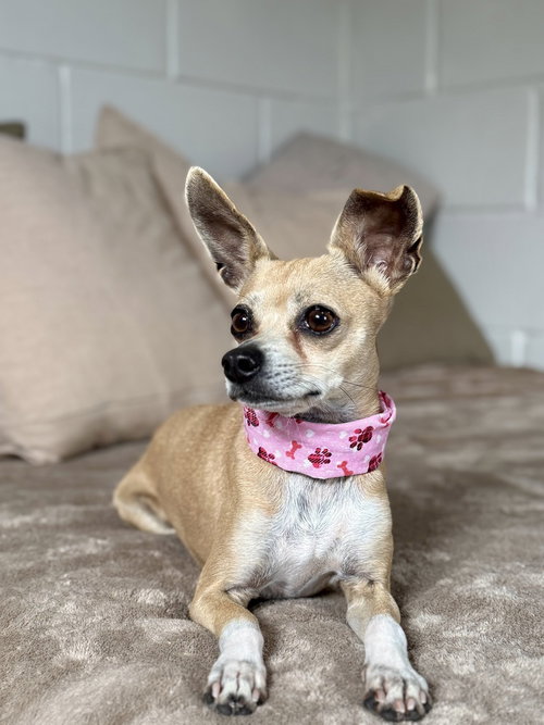 Ribblet, an adoptable Terrier in San Leon, TX