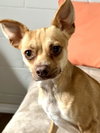 Pebbles - Photo 1