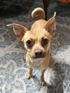 Pebbles - Photo 2