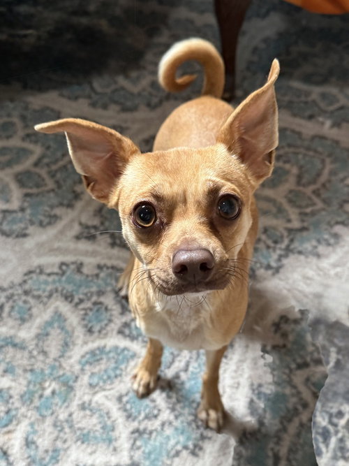 PEBBLES - Terrier available for adoption
