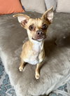 Pebbles - Photo 3