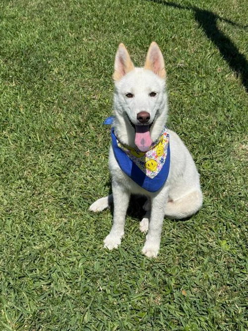 Max, an adoptable Husky in San Leon, TX