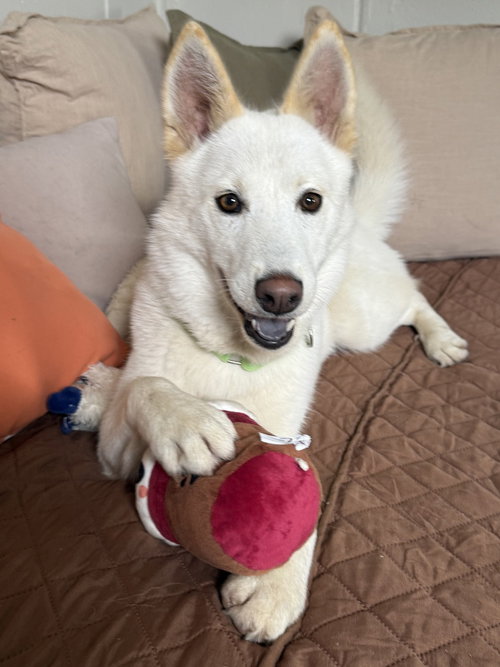 Max, an adoptable Husky in San Leon, TX