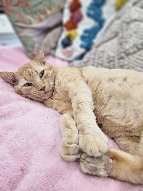 Valentino, Domestic Short Hair, cat for adoption in League City, Texas