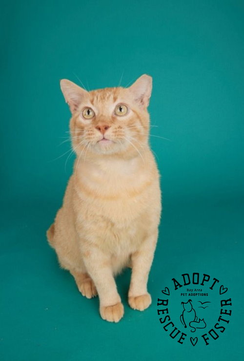 Valentino, a cat for adoption from Bay Area Pet Adoptions/SPCA