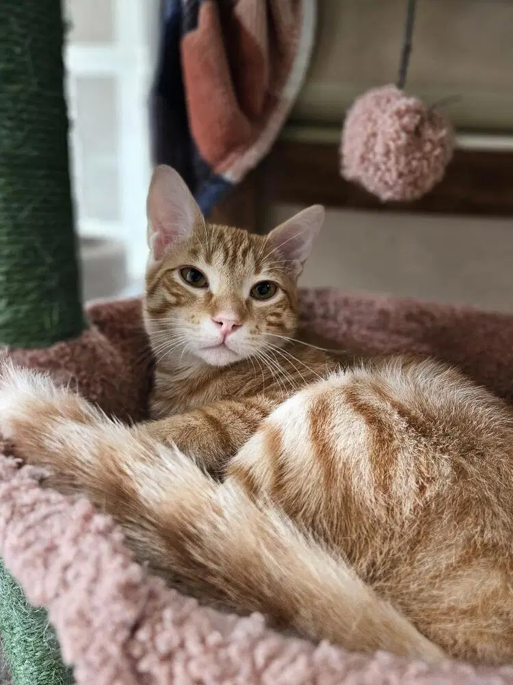 Blaze - Domestic Medium Hair