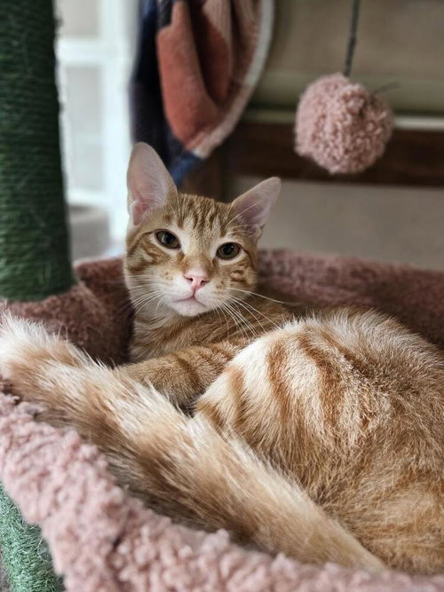 Blaze, Baby Domestic Medium Hair, cat for adoption in League City, Texas