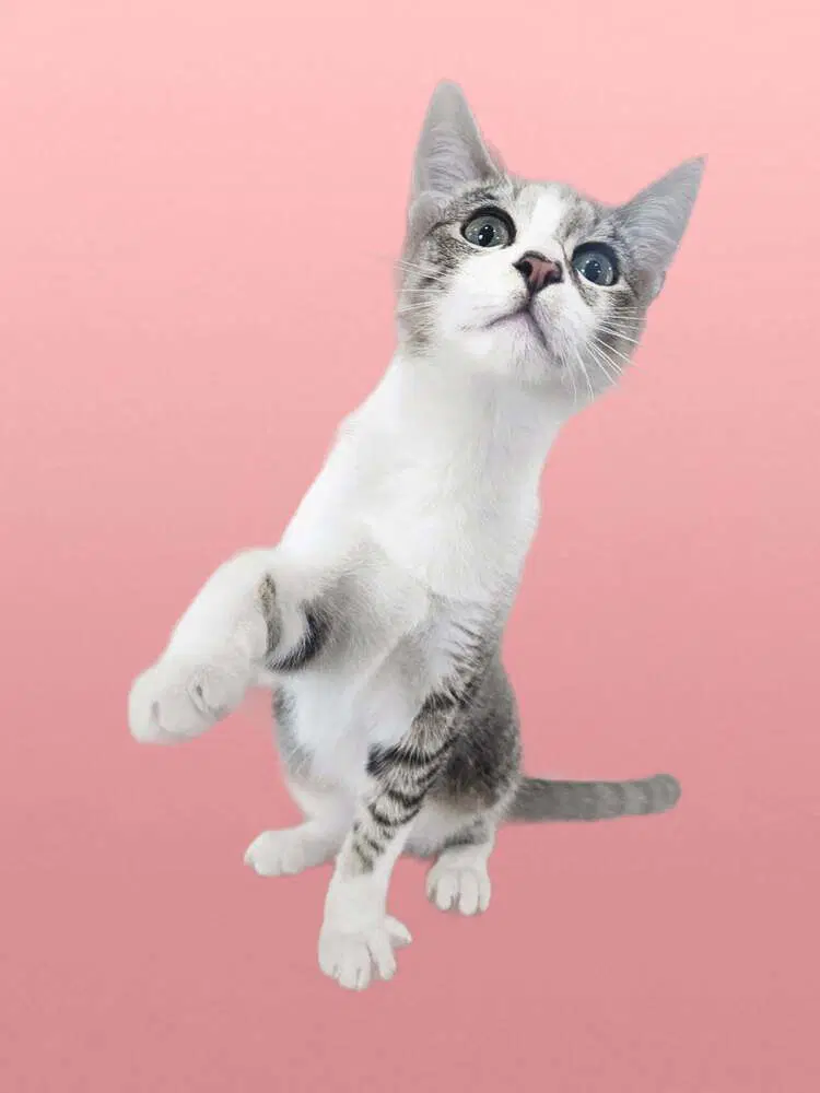 Nimbus - Domestic Short Hair