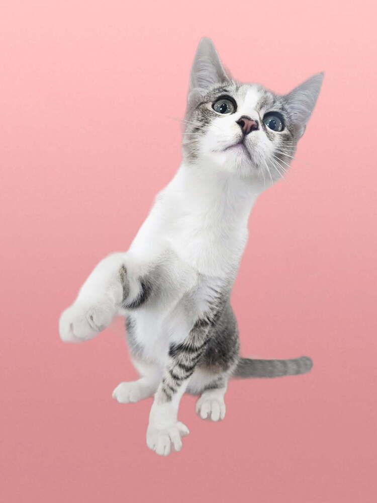 Nimbus