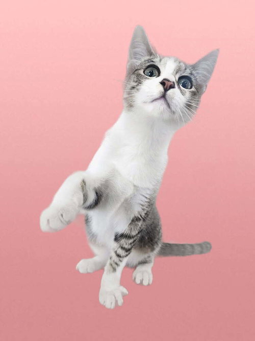 Nimbus, an adoptable Domestic Short Hair in San Leon, TX