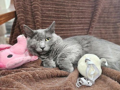 Misty, an adoptable Domestic Long Hair in San Leon, TX