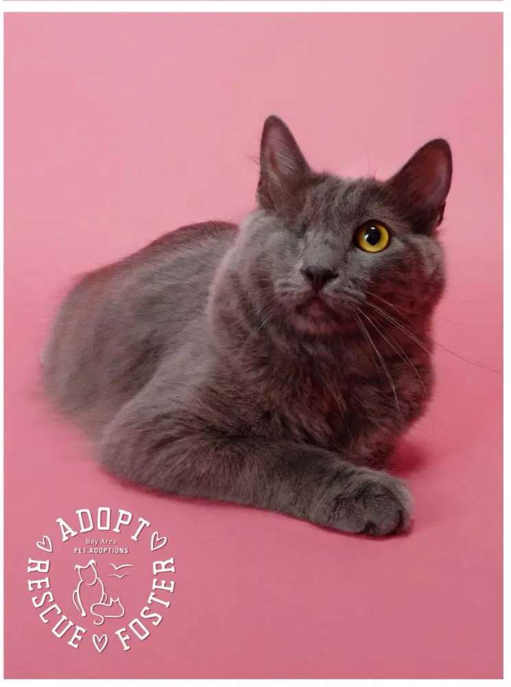Misty - Domestic Long Hair