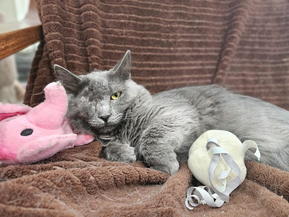 Misty, photo 2