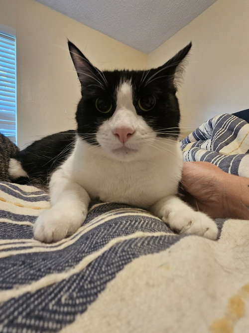 Tux, an adoptable Domestic Short Hair in San Leon, TX