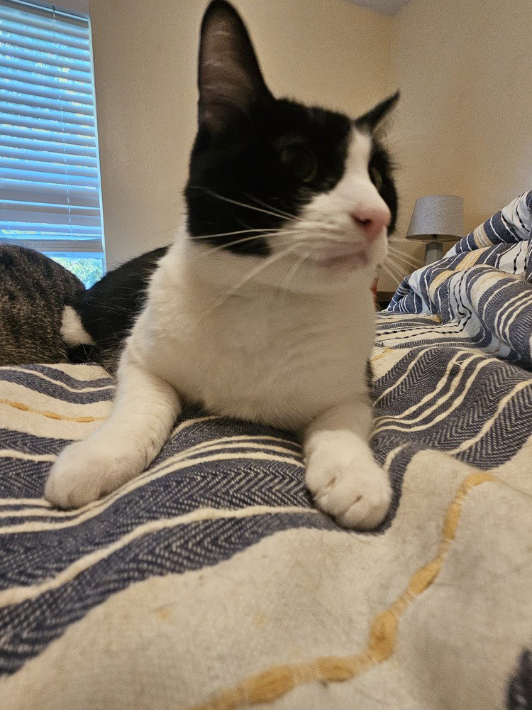 Tux, photo 2