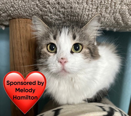 Katherine, an adoptable Domestic Long Hair in San Leon, TX
