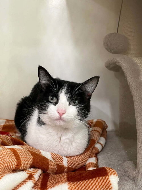 Pippa, an adoptable Domestic Short Hair in San Leon, TX