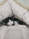 Pippa - Photo 2