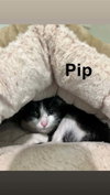 Pippa - Photo 3