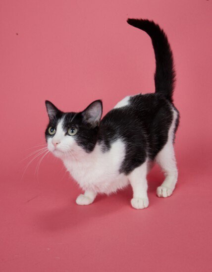 Pippa, a cat for adoption from Bay Area Pet Adoptions/SPCA