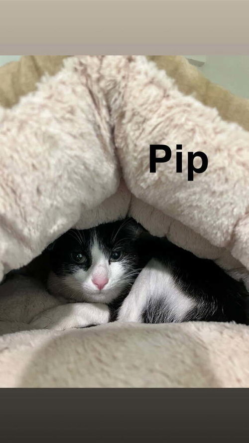 Photo 4 of Pippa