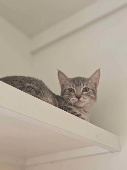 Goose, an adoptable Domestic Short Hair in San Leon, TX