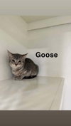 Goose - Photo 2